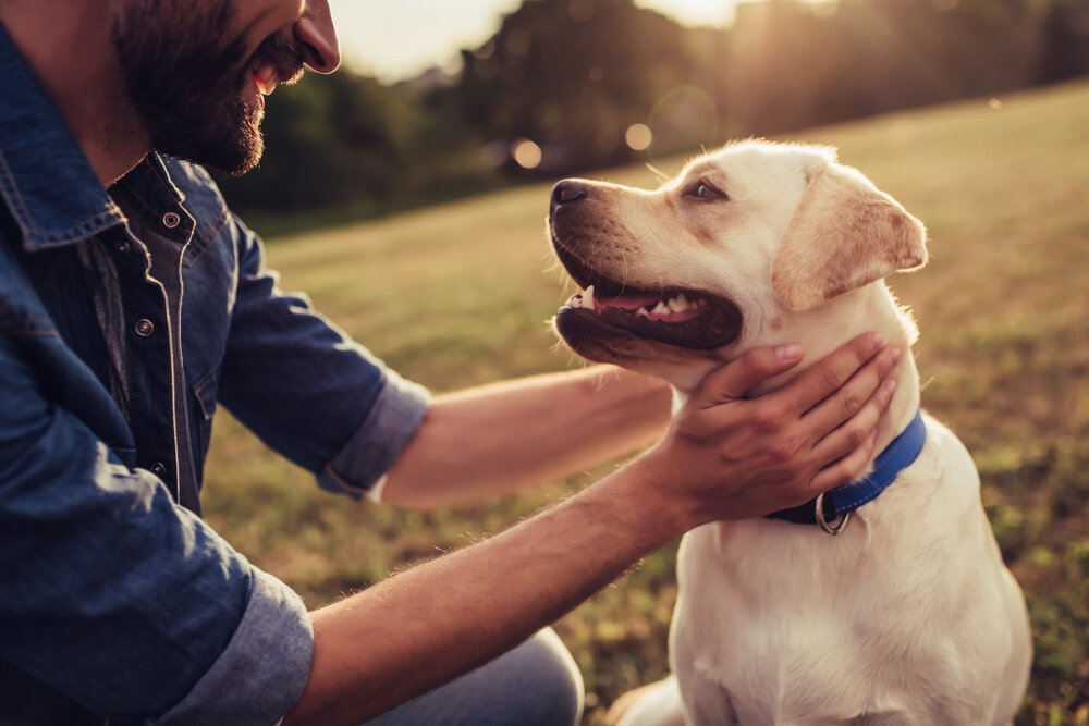 happy dog